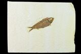 Fossil Fish (Knightia) - Green River Formation - Wyoming #136552-1